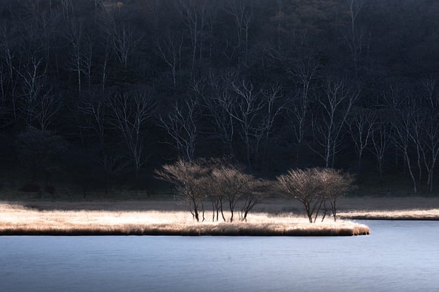 دانلود رایگان عکس درختان طبیعت مرداب دریاچه جنگل رایگان برای ویرایش با ویرایشگر تصویر آنلاین رایگان GIMP
