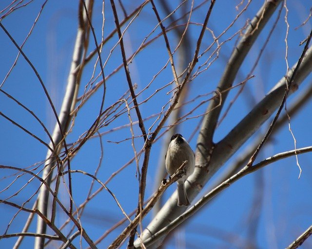 Free download marsh tit bird passerine bird free picture to be edited with GIMP free online image editor