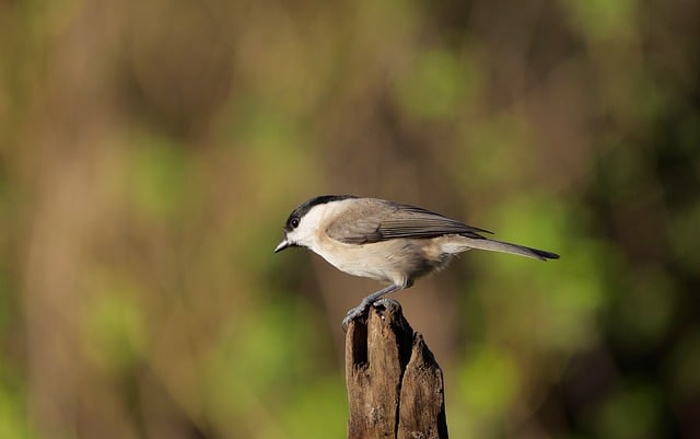 Free download marsh tit bird wood tit animal free picture to be edited with GIMP free online image editor