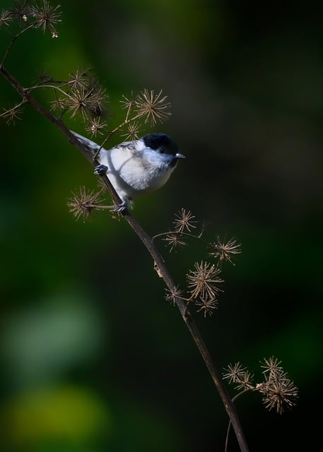 Free download marsh tit tit bird free picture to be edited with GIMP free online image editor