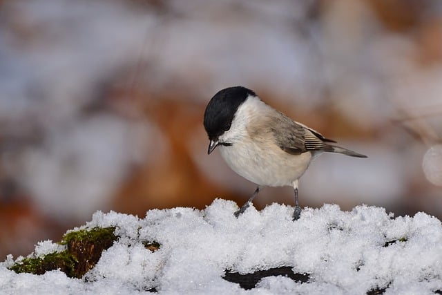 Free download marsh tit tit snow cold park free picture to be edited with GIMP free online image editor