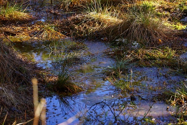 Free download marsh vegetation water free picture to be edited with GIMP free online image editor