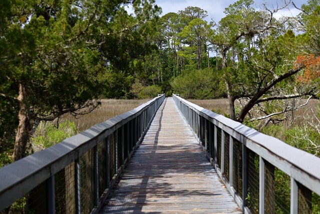 Free download marsland swamp walkway path free picture to be edited with GIMP free online image editor