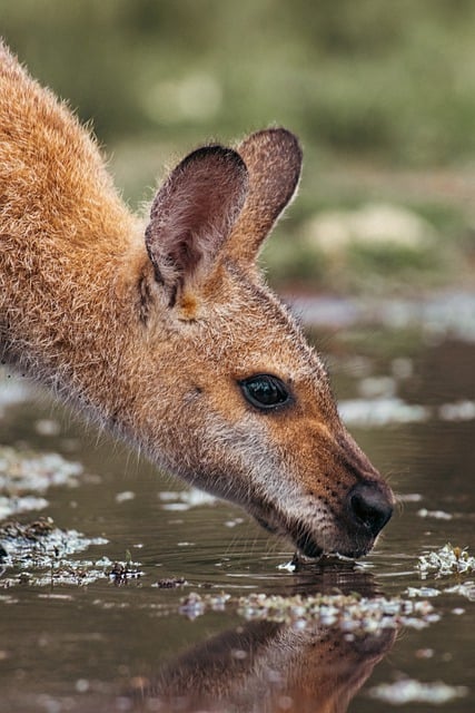Free download marsupial wallaby australia animal free picture to be edited with GIMP free online image editor