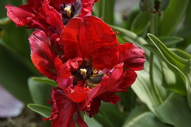 Free picture MarthapostmaS Tulip Red -  to be edited by GIMP free image editor by OffiDocs