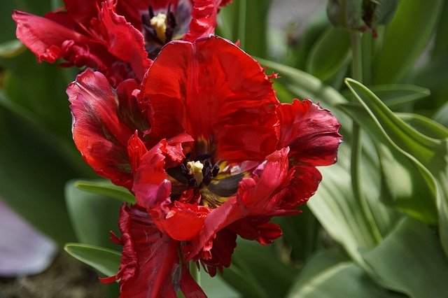 Gratis download MarthapostmaS Tulip Red - gratis foto of afbeelding om te bewerken met GIMP online afbeeldingseditor