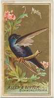 Free download Martin, from the Birds of America series (N4) for Allen & Ginter Cigarettes Brands free photo or picture to be edited with GIMP online image editor