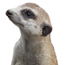 Marvellous Manouvering Meerkat  screen for extension Chrome web store in OffiDocs Chromium