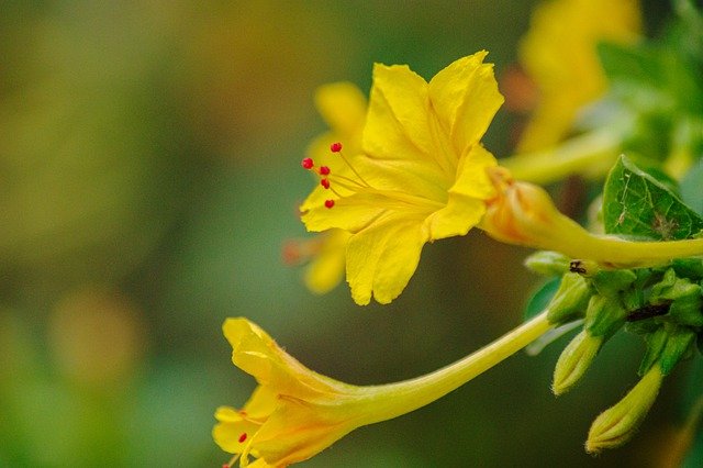 Free download marvel of peru flowers plant free picture to be edited with GIMP free online image editor