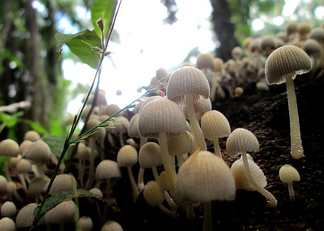 Descărcare gratuită Mashrooms Nature Plant - fotografie sau imagini gratuite pentru a fi editate cu editorul de imagini online GIMP