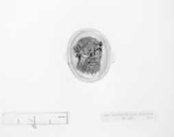 Free download Mask of Silenus free photo or picture to be edited with GIMP online image editor