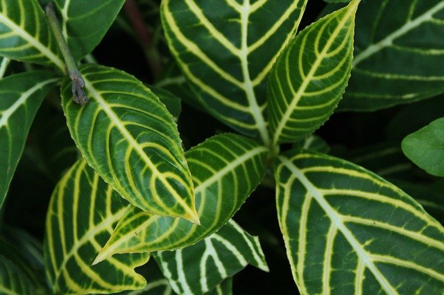 Free download Mask Silver Vegetation -  free photo or picture to be edited with GIMP online image editor
