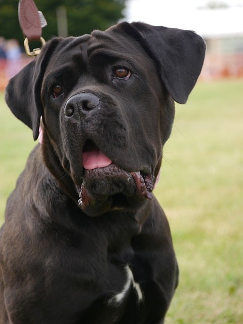 Free download mastiff cross breed animal pet free picture to be edited with GIMP free online image editor