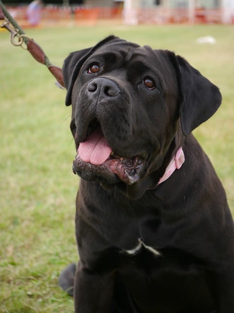 Free download mastiff crossbreed doggy pet free picture to be edited with GIMP free online image editor