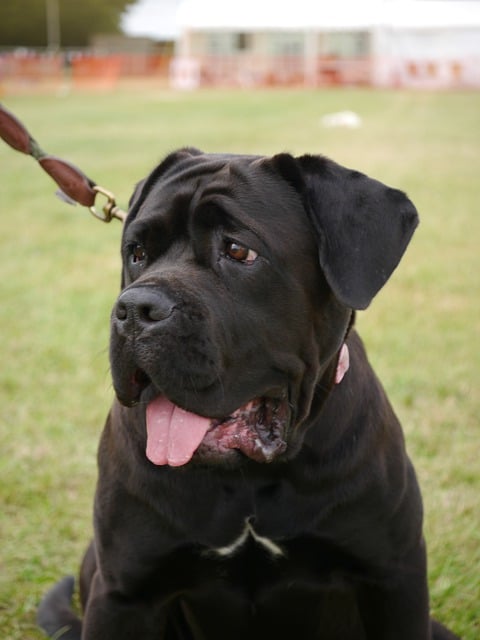 Free graphic mastiff cross breed fur dog to be edited by GIMP free image editor by OffiDocs