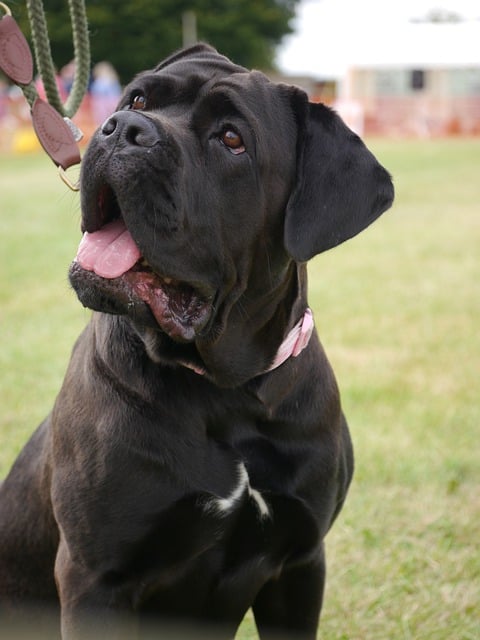 Free download mastiff pet domestic animal dog free picture to be edited with GIMP free online image editor