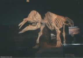 Free download Mastodon Skeleton, Tyrrell Museum  06 free photo or picture to be edited with GIMP online image editor