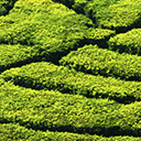 Matcha Green Tea Recipes  screen for extension Chrome web store in OffiDocs Chromium