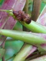 Free download mating weevils free photo or picture to be edited with GIMP online image editor