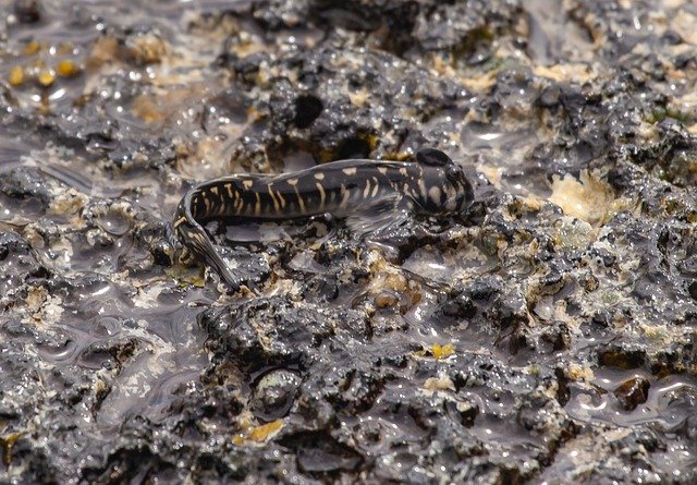 Descarga gratuita Mauritius Blenny Fish - foto o imagen gratuita para editar con el editor de imágenes en línea GIMP