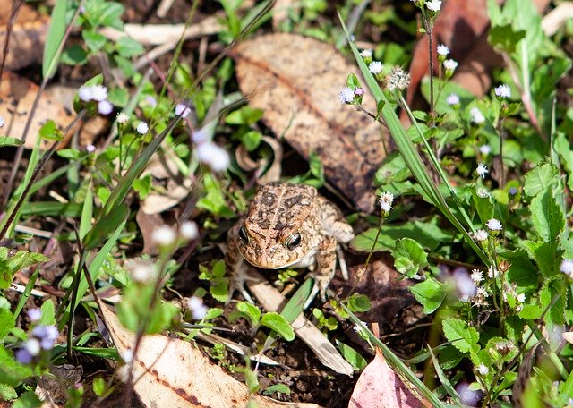 Gratis download Mauritius Frog Toad - gratis foto of afbeelding om te bewerken met GIMP online afbeeldingseditor