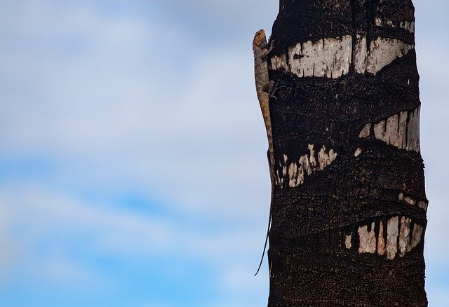 ดาวน์โหลดฟรี Mauritius Gecko Lizard - ภาพถ่ายหรือรูปภาพที่จะแก้ไขด้วยโปรแกรมแก้ไขรูปภาพออนไลน์ GIMP