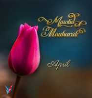 Free download mawlid_moubarak_april free photo or picture to be edited with GIMP online image editor