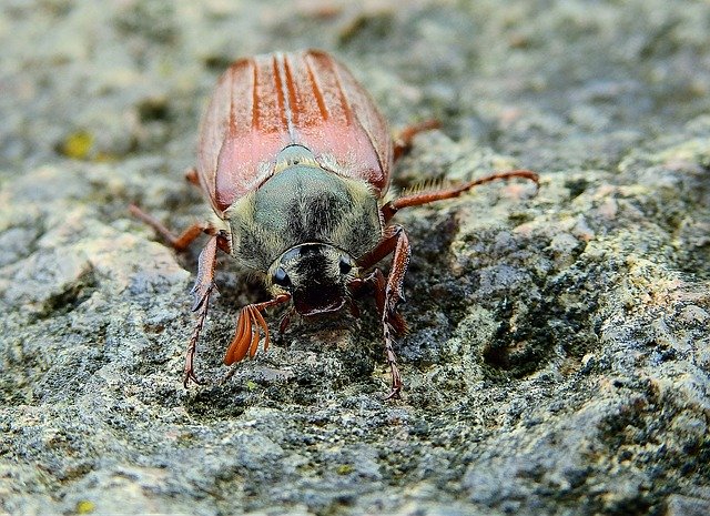 Free download Maybug Insect Nature -  free photo or picture to be edited with GIMP online image editor