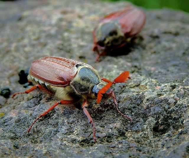 免费下载 Maybug Insect The Beetle - 使用 GIMP 在线图像编辑器编辑的免费照片或图片