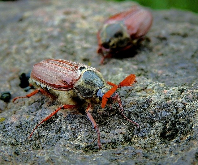 Free download Maybug Insect The Beetle -  free photo or picture to be edited with GIMP online image editor