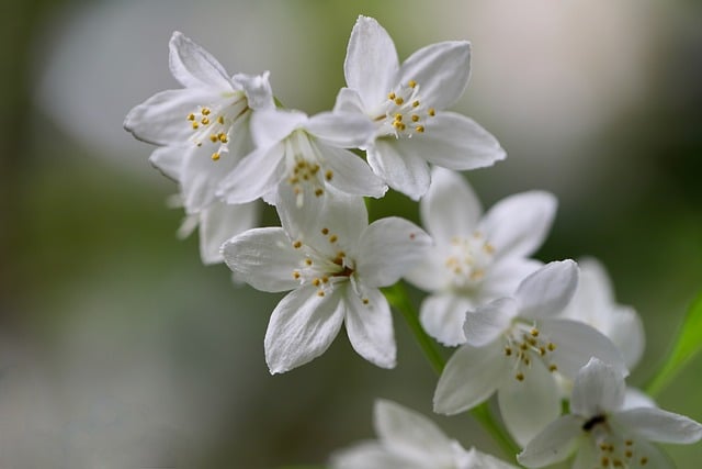 Free download may flower bush white flowers petals free picture to be edited with GIMP free online image editor