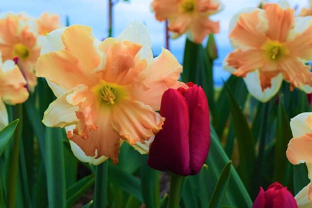 Gratis download May Flowers Daffodils Tulip - gratis foto of afbeelding om te bewerken met GIMP online afbeeldingseditor