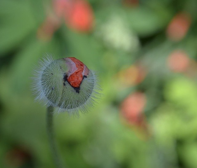 Bezpłatne pobieranie May Flowers Day Flower - darmowe zdjęcie lub obraz do edycji za pomocą internetowego edytora obrazów GIMP