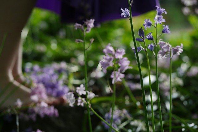 Безкоштовно завантажте May Flowers Earth Day Field Of - безкоштовне фото чи зображення для редагування за допомогою онлайн-редактора зображень GIMP