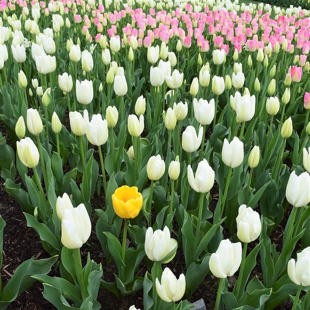 Скачать бесплатно May Flowers Yellow Pink - бесплатное фото или изображение для редактирования с помощью онлайн-редактора изображений GIMP