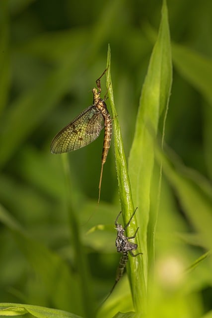 Download gratuito di mayfly fly leaf plant macro immagine gratuita da modificare con l'editor di immagini online gratuito di GIMP