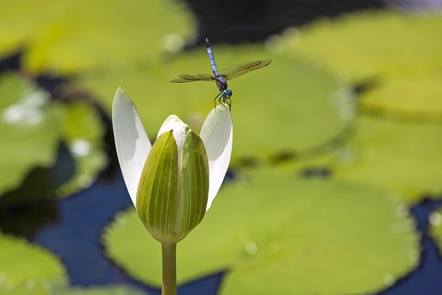 Free download mayfly insect flower ephemeroptera free picture to be edited with GIMP free online image editor