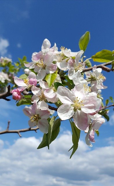 הורדה חינם May Nature Blue Sky Spring - תמונה או תמונה בחינם לעריכה עם עורך התמונות המקוון GIMP