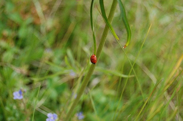 Free download Mayowka Spring Ladybug -  free photo or picture to be edited with GIMP online image editor
