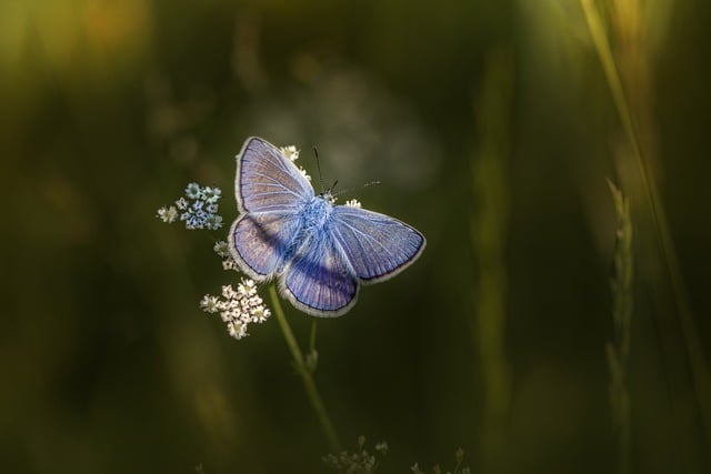 Descarga gratuita de la imagen gratuita de la flor de mariposa azul mazarine para editar con el editor de imágenes en línea gratuito GIMP