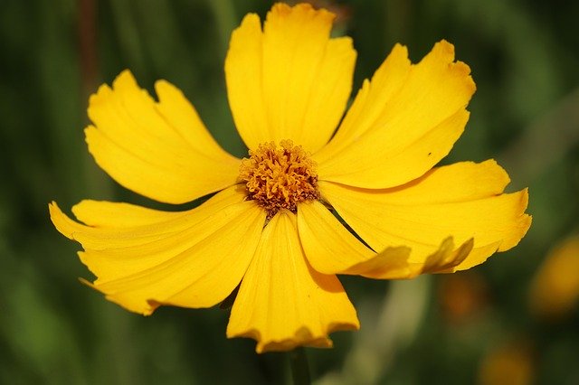 Bezpłatne pobieranie Mädchenauge Lance-Leaf Coreopsis - bezpłatne zdjęcie lub obraz do edycji za pomocą internetowego edytora obrazów GIMP