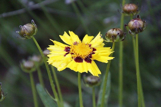 تنزيل Mädchenauge Plant Nature مجانًا - صورة مجانية أو صورة ليتم تحريرها باستخدام محرر الصور عبر الإنترنت GIMP