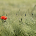 Meadow and flowers  screen for extension Chrome web store in OffiDocs Chromium