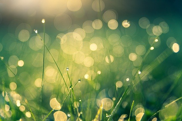 Free download meadow bokeh nature dew dewdrop free picture to be edited with GIMP free online image editor