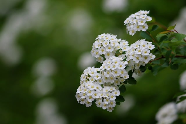 Free download meadow bridal wreath poplar tree free picture to be edited with GIMP free online image editor