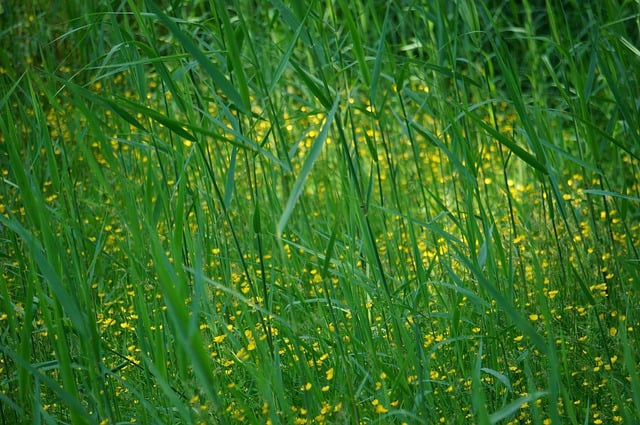 Free download meadow buttercup blossoms yellow free picture to be edited with GIMP free online image editor