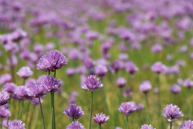 Free download meadow chives herbs plant allium free picture to be edited with GIMP free online image editor