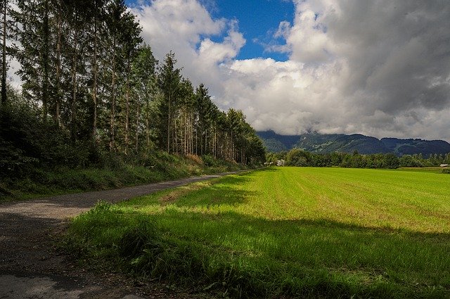 Скачать бесплатно Meadow Clouds Firs - бесплатную фотографию или картинку для редактирования с помощью онлайн-редактора изображений GIMP