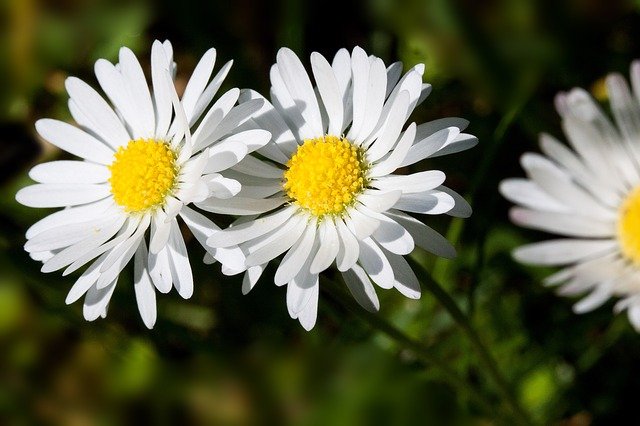 Free download meadow daisy bellis perennis free picture to be edited with GIMP free online image editor