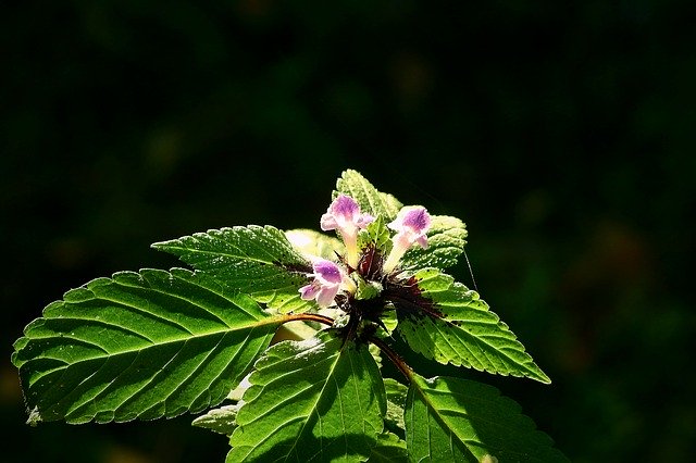 הורדה חינם Meadow Flower - תמונה או תמונה בחינם לעריכה עם עורך התמונות המקוון של GIMP